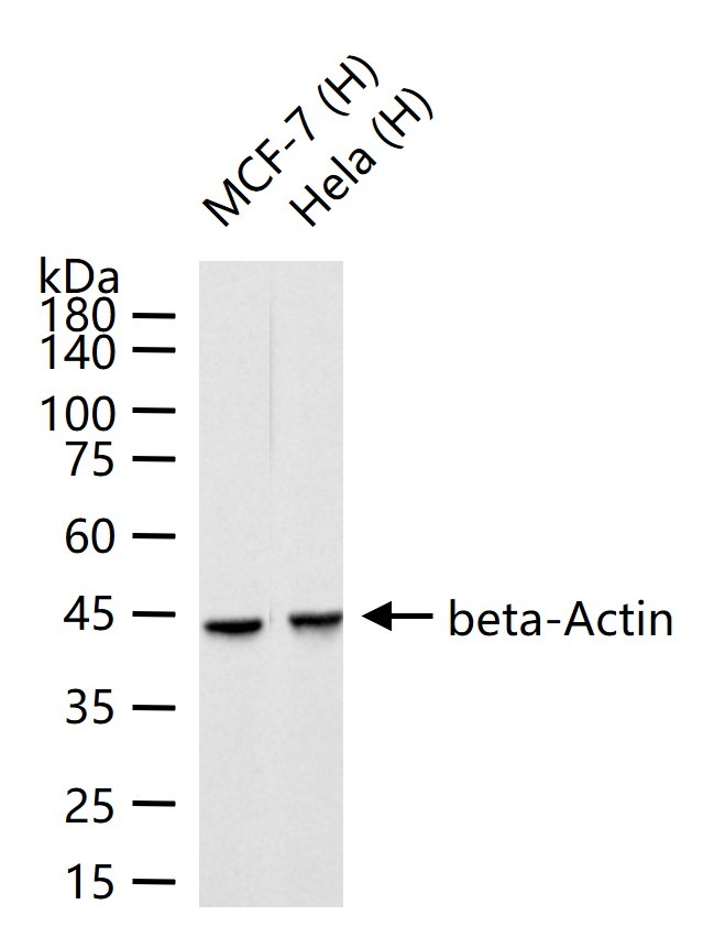 AffiniPure Goat Anti-Rabbit IgG H&L Secondary Antibody-HRP