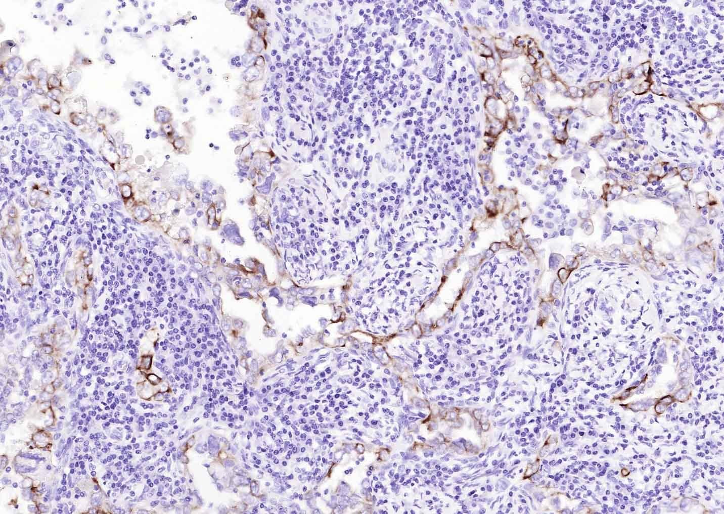 Goat Anti-Mouse IgG H&L Secondary Antibody-Biotin