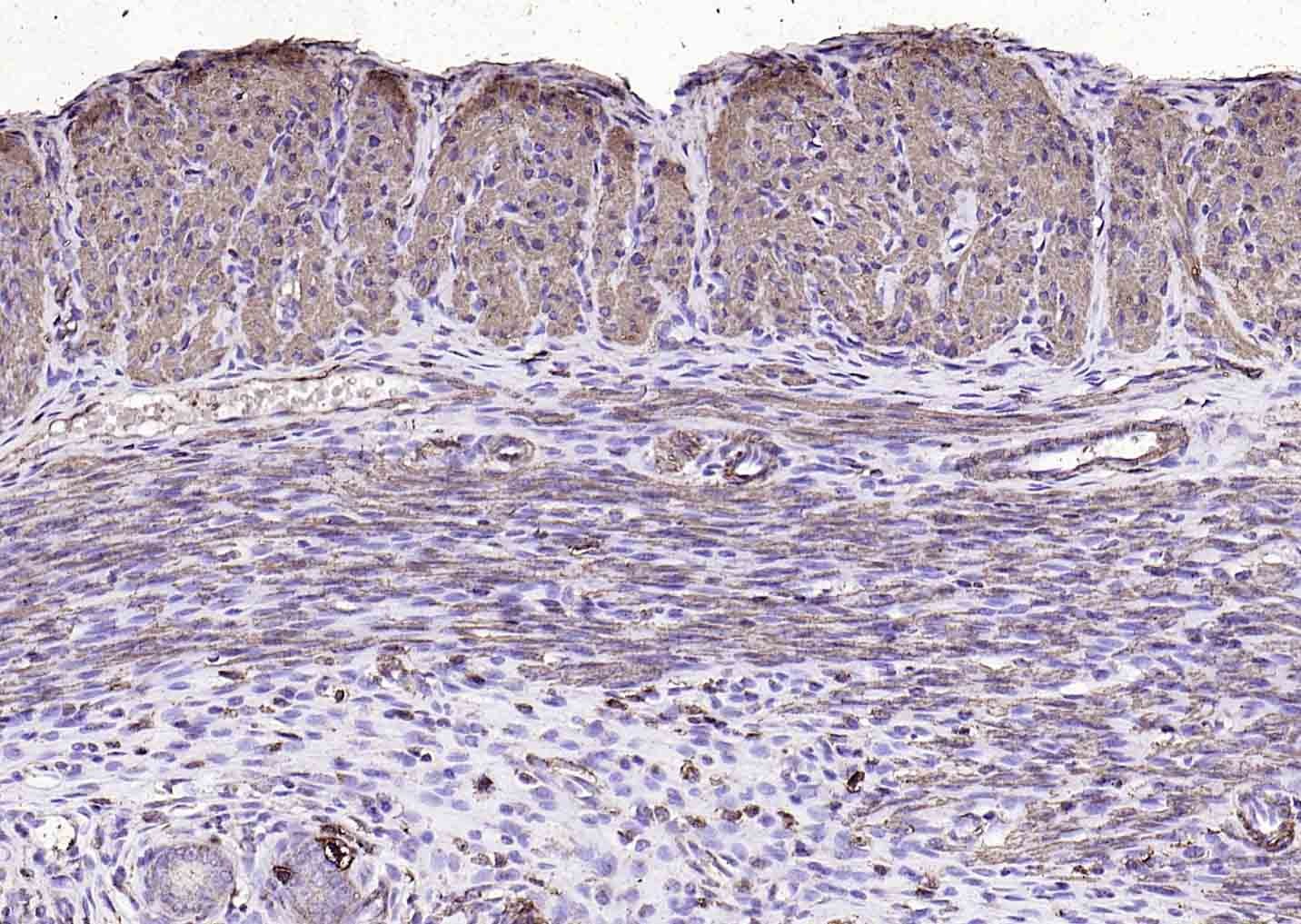 Goat Anti-Mouse IgG H&L Secondary Antibody-HRP