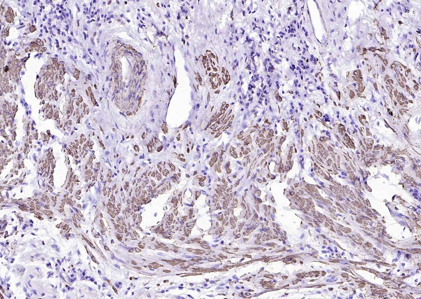 Goat Anti-Mouse IgG H&L Secondary Antibody-HRP