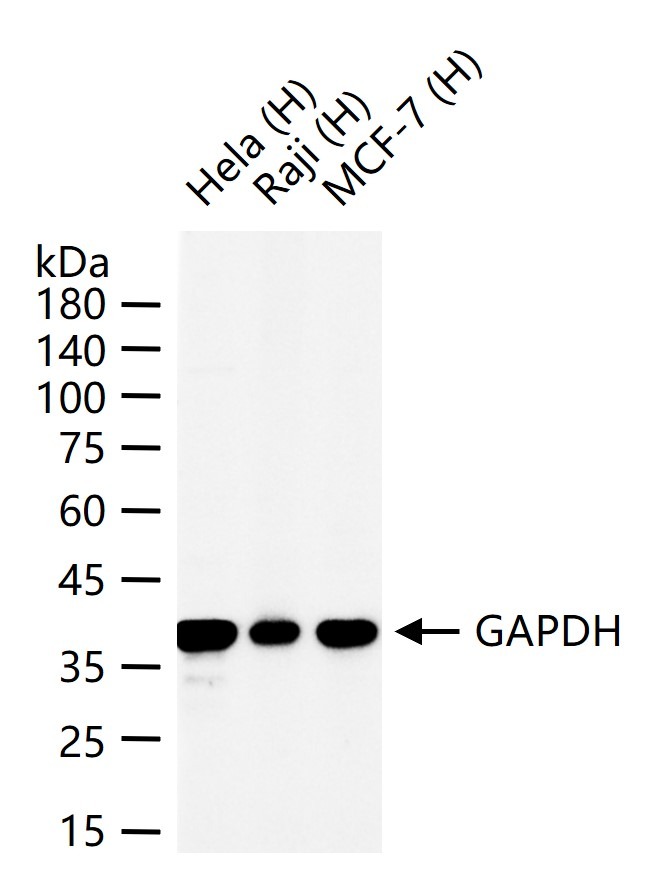 AffiniPure Goat Anti-Mouse IgG H&L (min X Hu, Bov, Hrs, Rb, Sw Sr Prot) Secondary Antibody-HRP