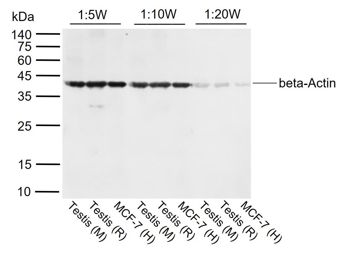 Goat Anti-Rabbit IgG H&L Secondary Antibody-IRDye 800cw