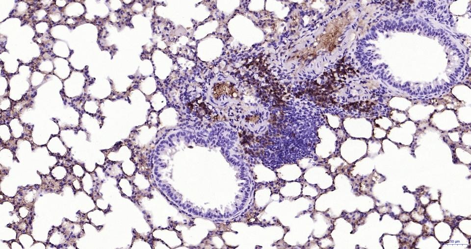 Goat Anti-Rat IgG H&L Secondary Antibody-HRP