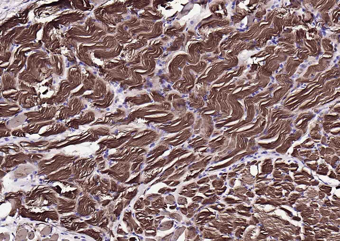 Goat Anti-Mouse IgG H&L Secondary Antibody-HRP