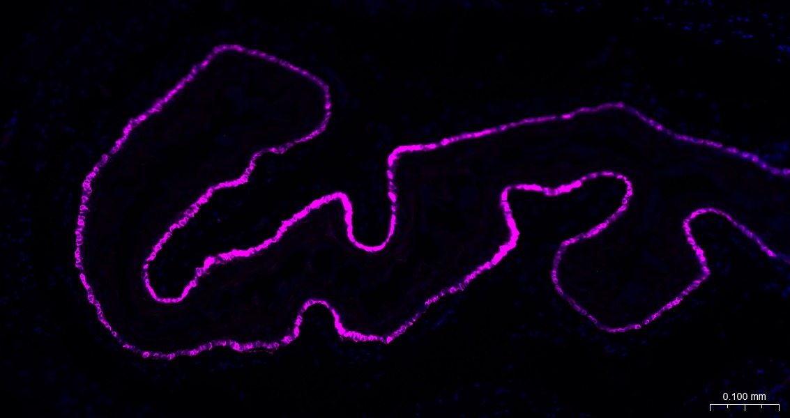 Goat Anti-Rabbit IgG H&L Secondary Antibody-AF647