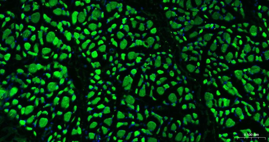 Goat Anti-Rabbit IgG H&L Secondary Antibody-AF488