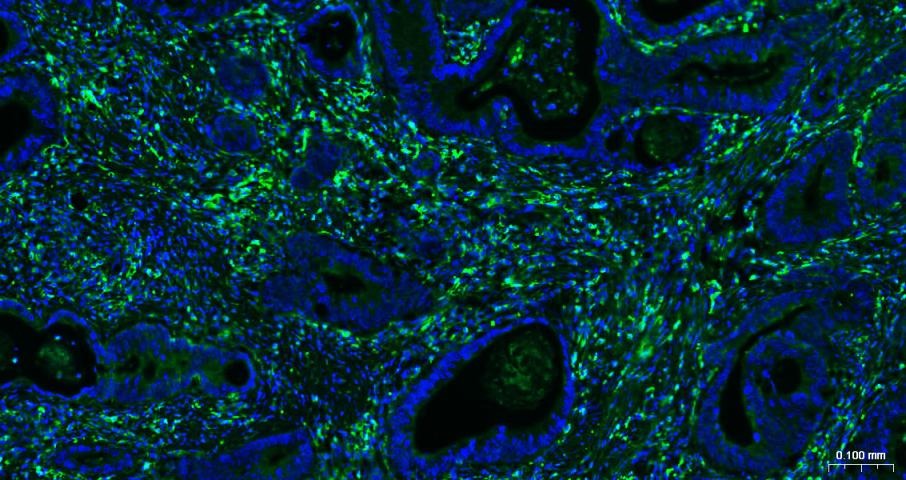 Goat Anti-Rabbit IgG H&L Secondary Antibody-AF488