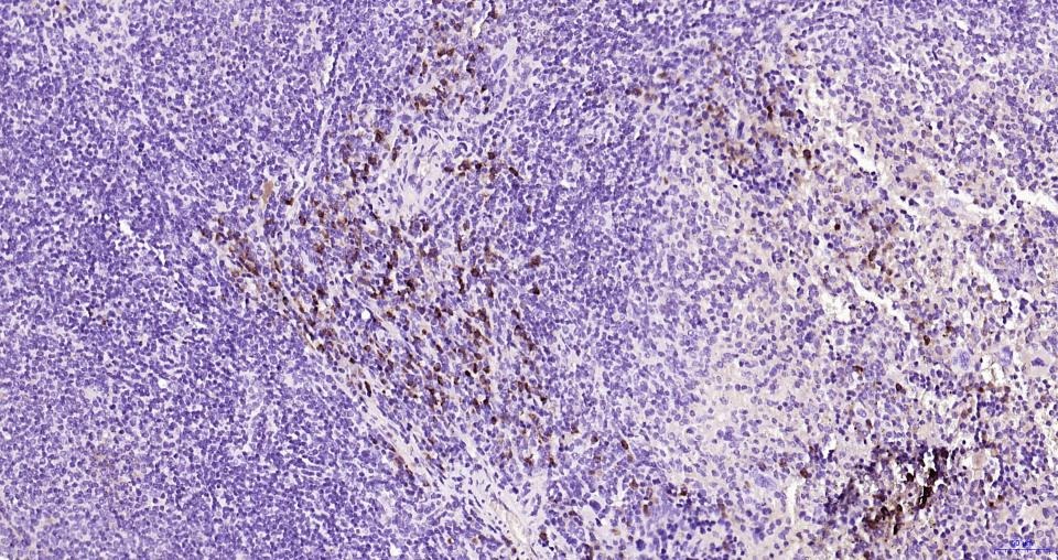 Goat Anti-Rat IgG H&L Secondary Antibody-HRP