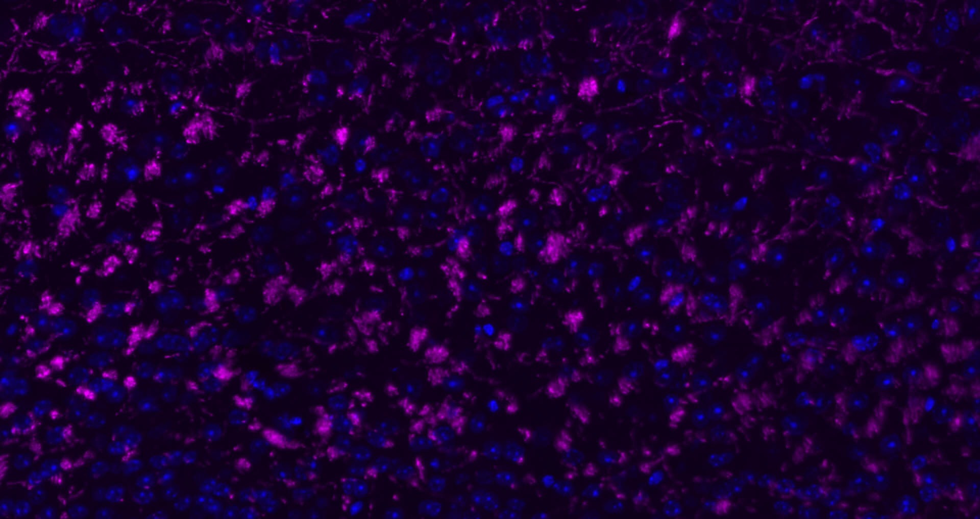 Donkey Anti-Rabbit IgG H&L Secondary Antibody-Cy5