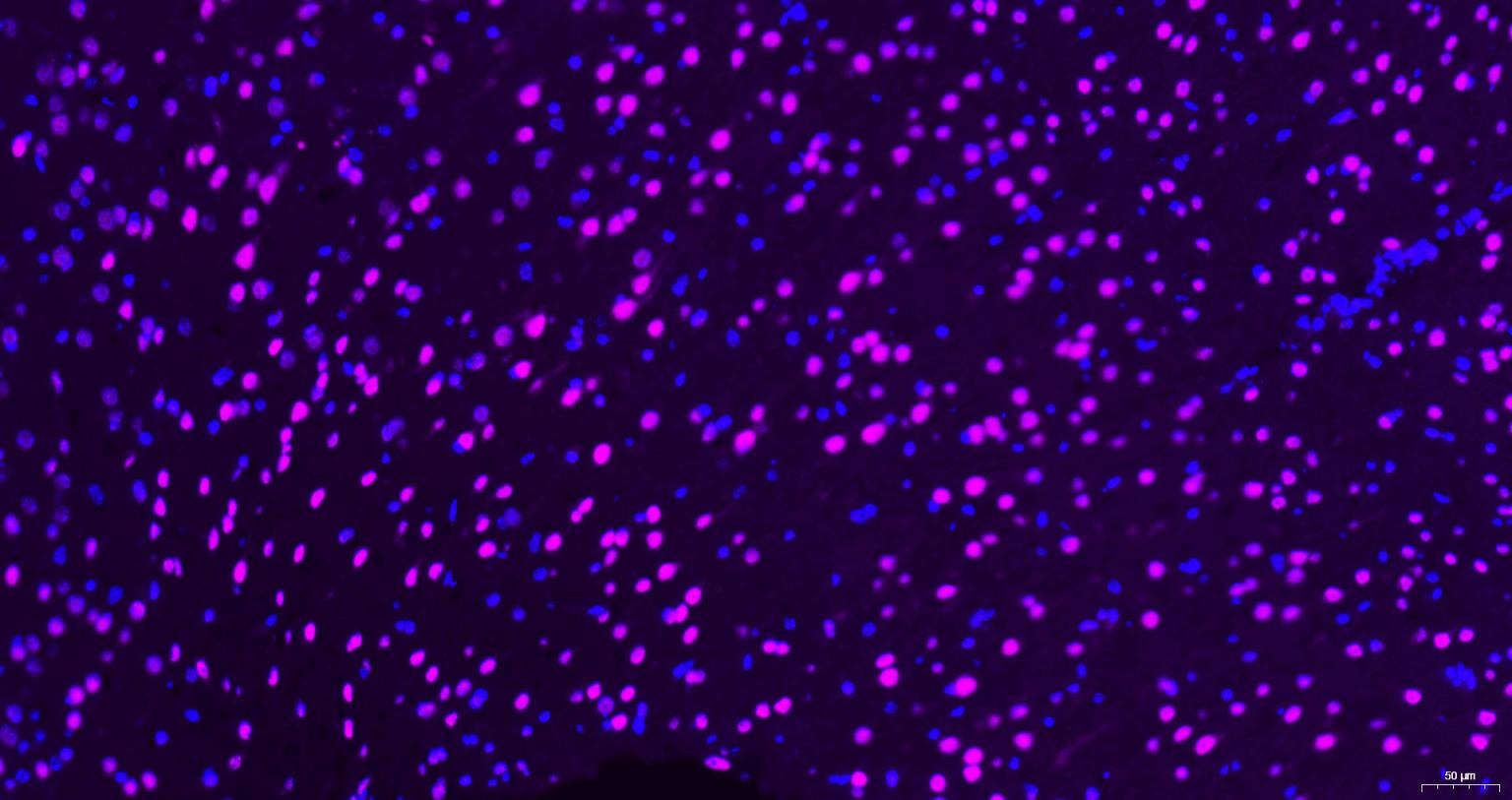 Goat Anti-Rabbit IgG H&L Secondary Antibody-Cy5
