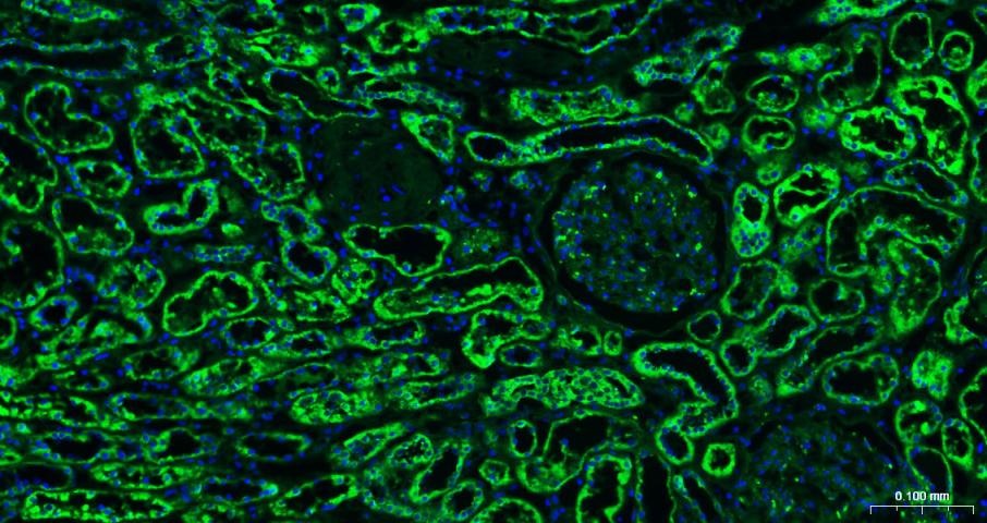 Goat Anti-Mouse IgG H&L Secondary Antibody-AF488