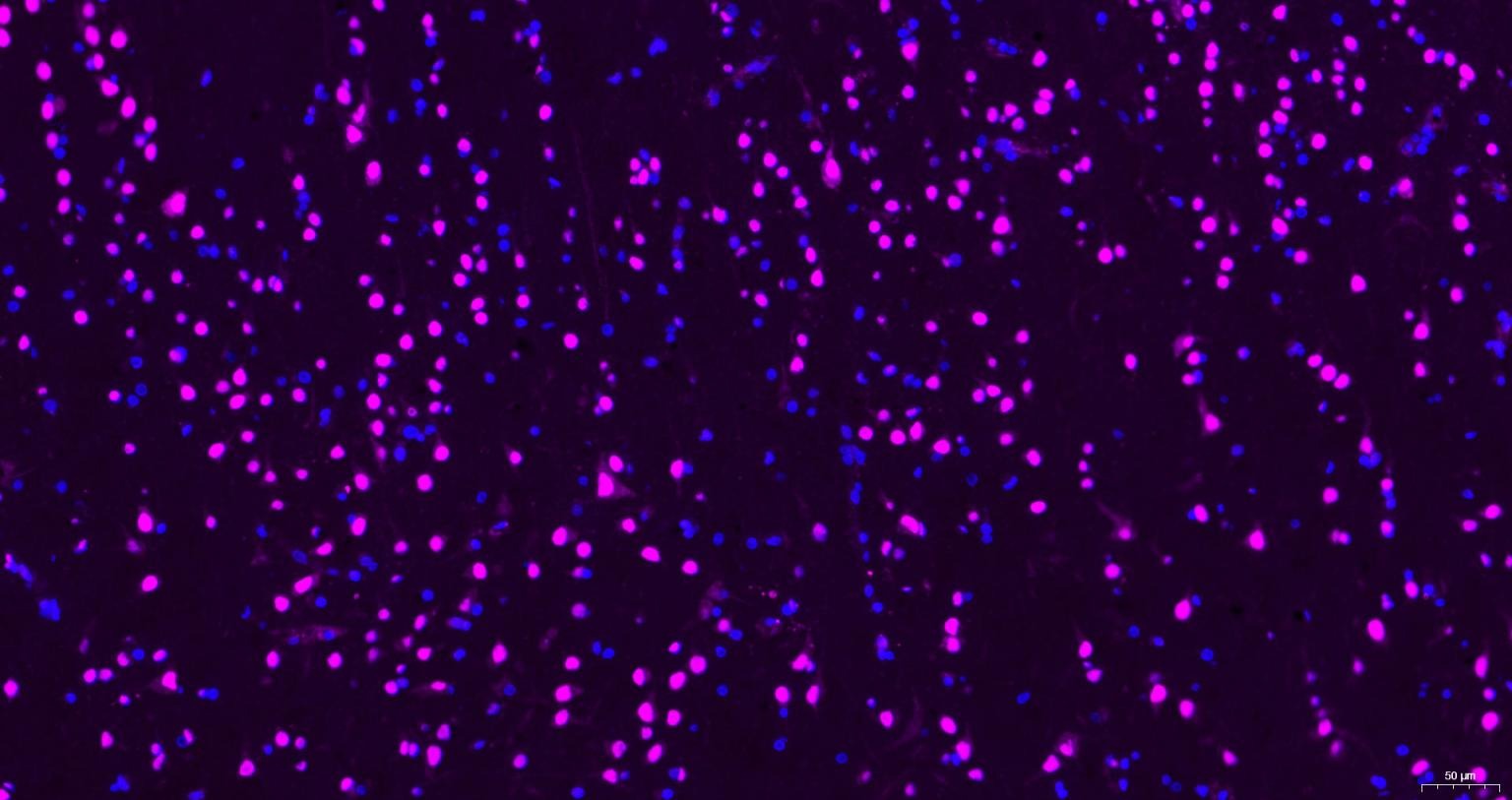 Goat Anti-Rabbit IgG H&L Secondary Antibody-Cy5
