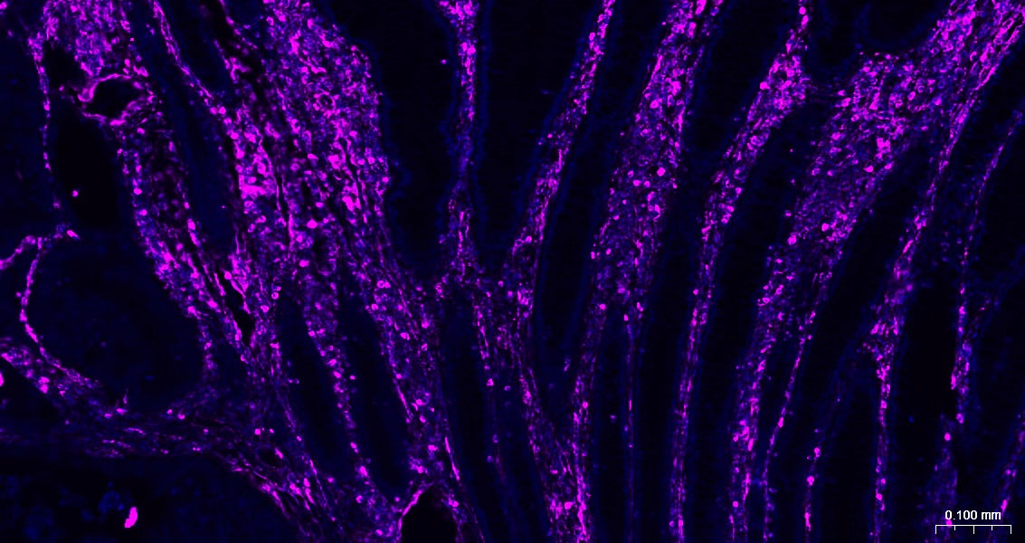 Goat Anti-Mouse IgG H&L Secondary Antibody-AF647