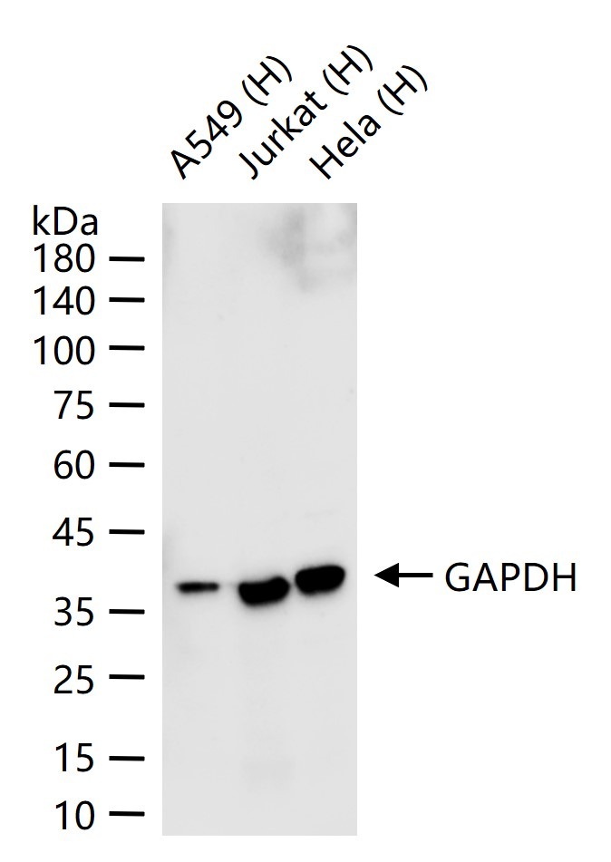 Rabbit Anti-Mouse IgG H&L Secondary Antibody-HRP