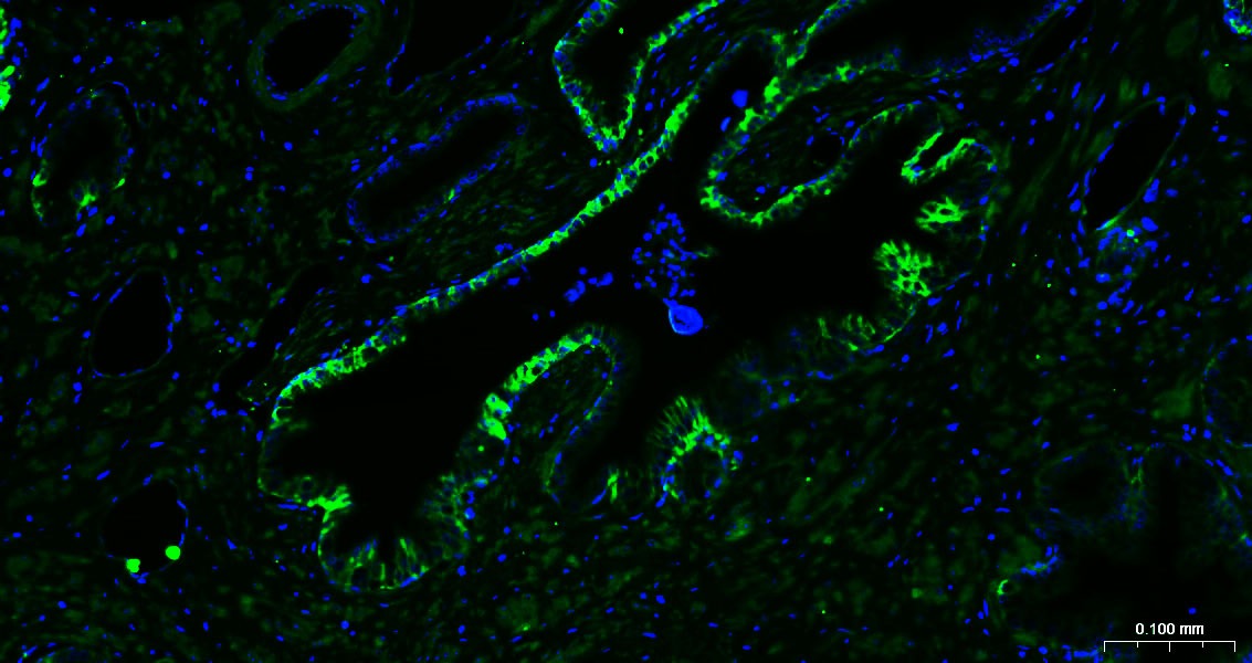 Goat Anti-Mouse IgG H&L Secondary Antibody-AF488