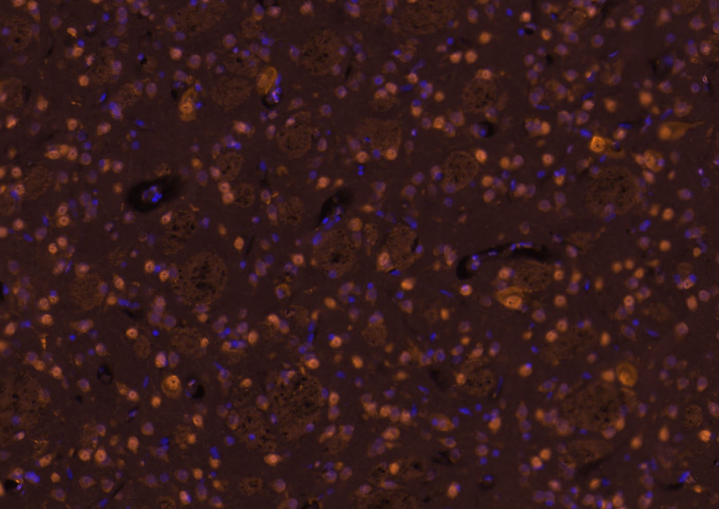 Goat Anti-Rabbit IgG H&L Secondary Antibody-Cy3