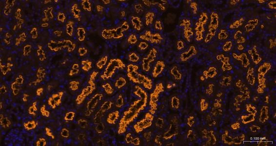 Goat Anti-Rabbit IgG H&L Secondary Antibody-Cy3