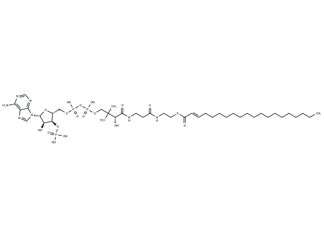 2-trans-Eicosenoyl-CoA