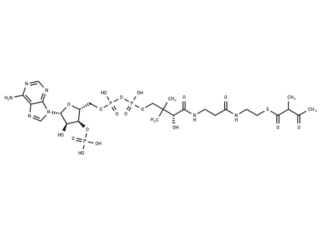 2-Methylacetoacetyl-COA