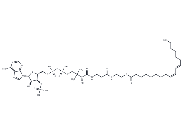 (9Z,11E)-Octadecadienoyl-CoA