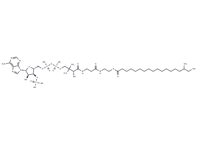 16-Methyloctadecanoyl-CoA
