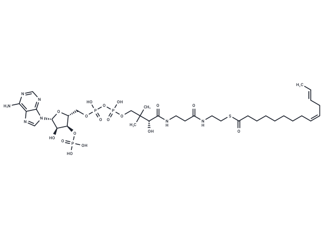 (9Z,12Z)-Tetradecadienoyl-CoA