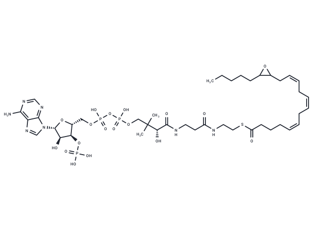 14,15-EET-CoA