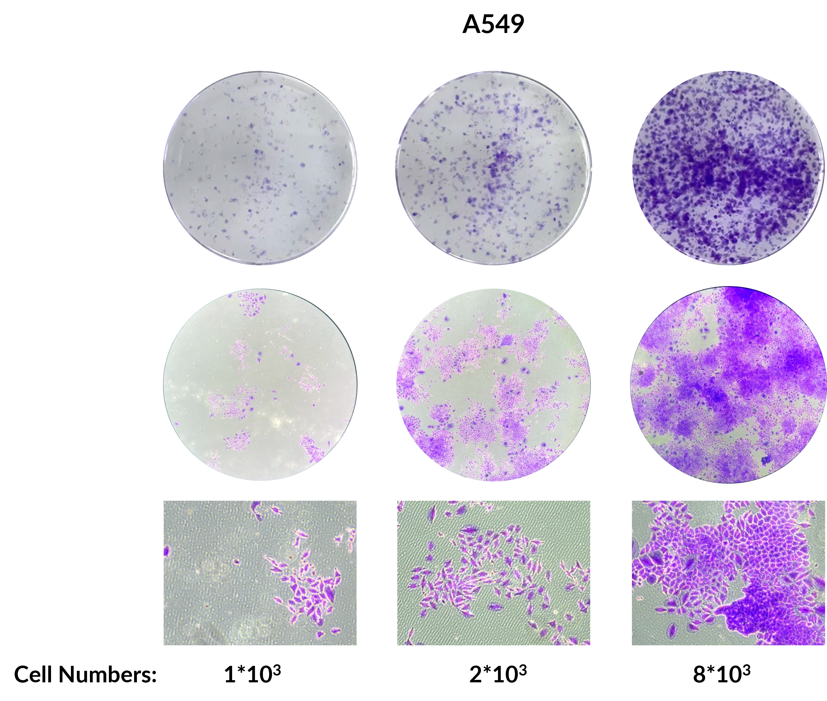 Targetmol | C0160 | Image