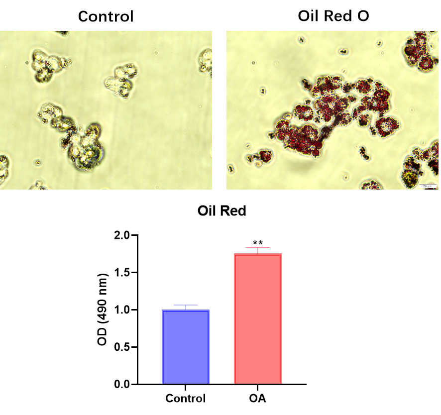 Targetmol | C0161
C0160 | Image