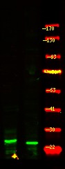 verifiedActivity
