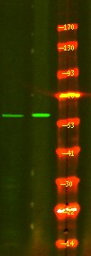 verifiedActivity