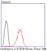 verifiedActivity