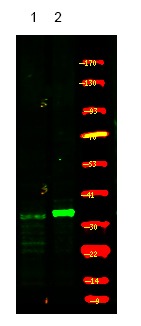 verifiedActivity