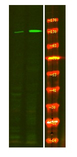 verifiedActivity