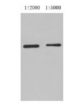verifiedActivity