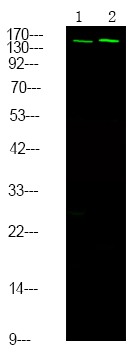 verifiedActivity