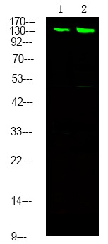 verifiedActivity