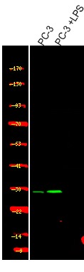 verifiedActivity