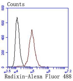 verifiedActivity