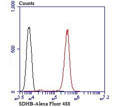 verifiedActivity