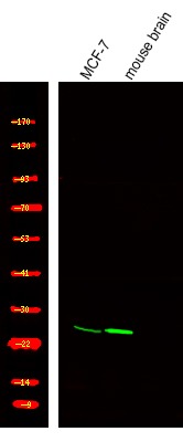 verifiedActivity