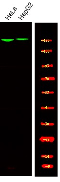 verifiedActivity