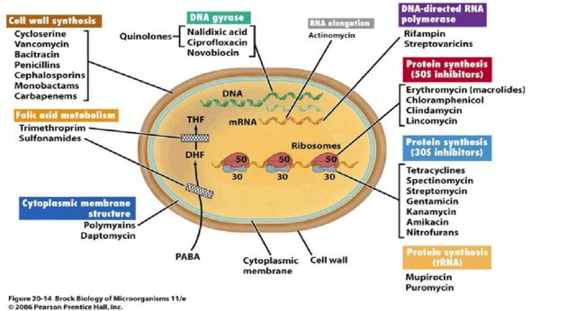 Antibacterial Screening Compound Library