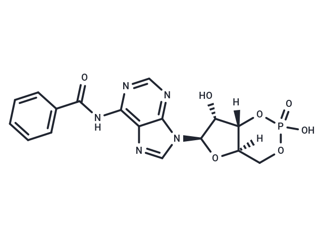 6-Bnz-cAMP