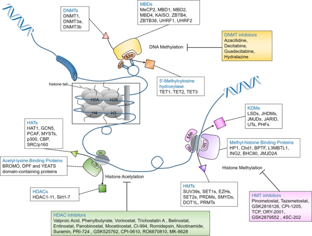 Targetmol | LF2900 | Image