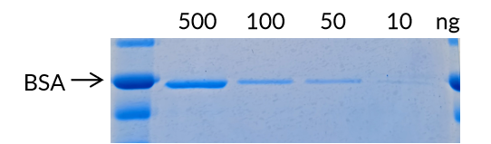  Coomassie Blue Fast Staining Kit