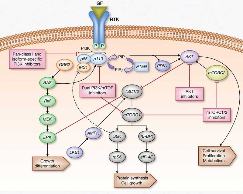 Targetmol | LF5900
 | Image