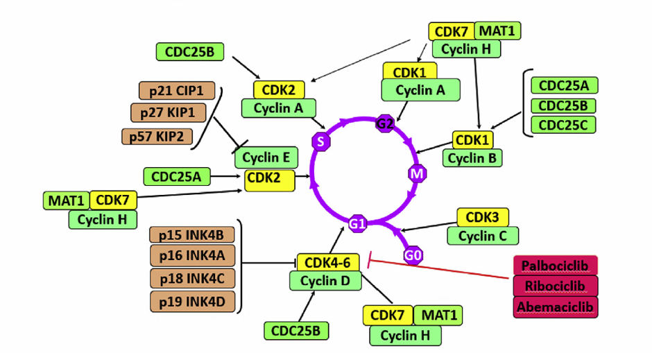 Targetmol | LF1035
 | Image