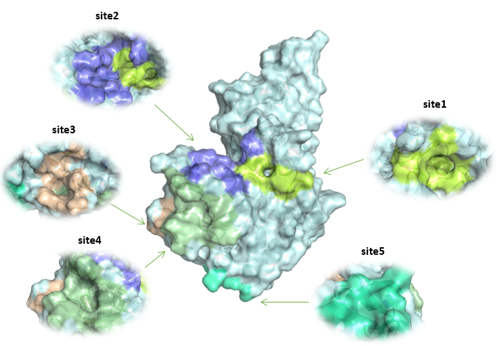 Targetmol | LF1036
 | Image