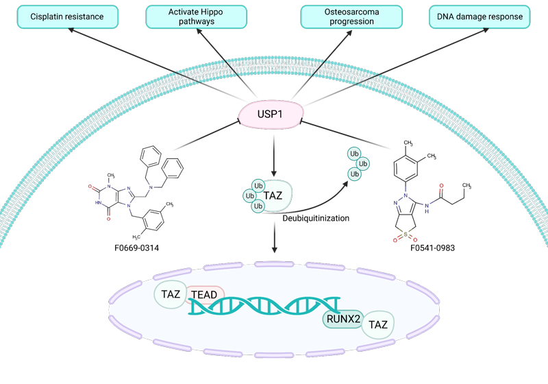 Targetmol | LF2600
 | Image